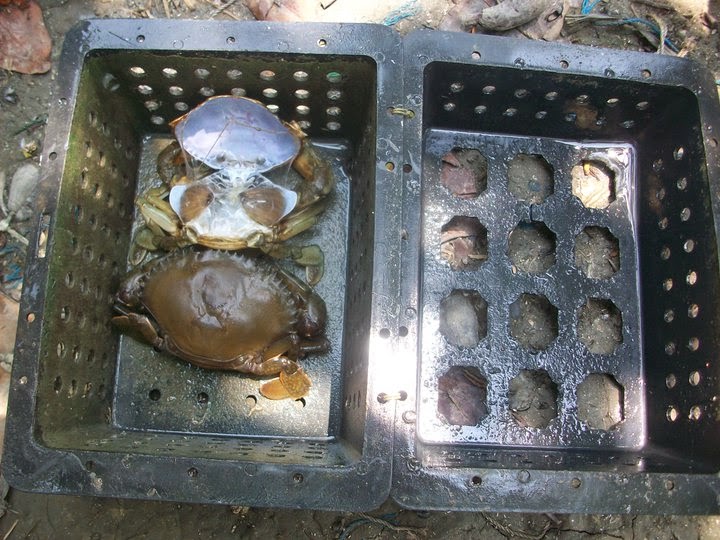 budidaya kepiting soka